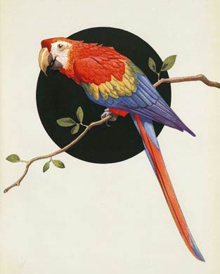 Parrot on Branch