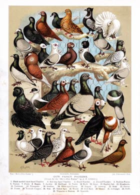 Fancy Pigeons 1891