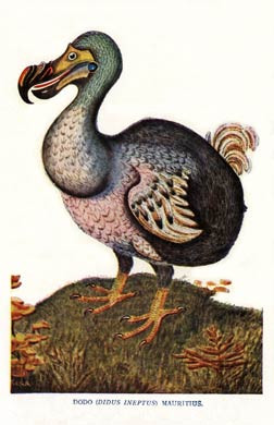 The Dodo