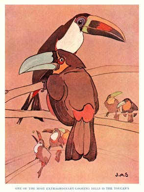 Toucan