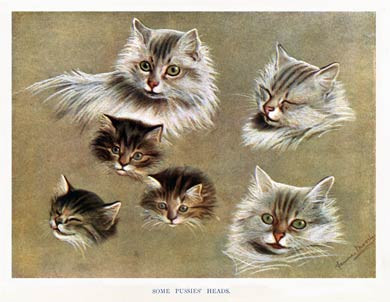 Some Pussies Heads