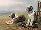 Sheepdogs On Guard