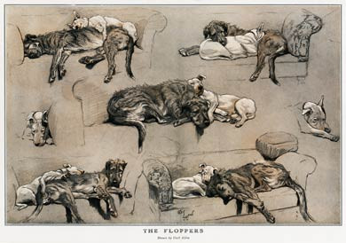 The Floppers