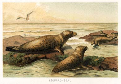 Leopard Seal