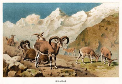 Bharal
