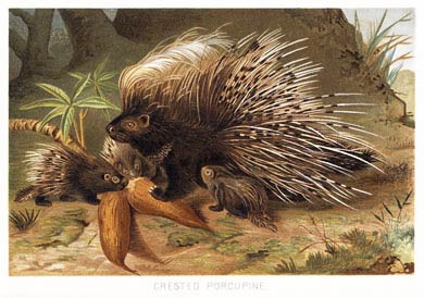 Crested Porcupine