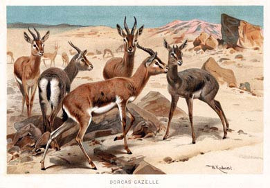 Dorcas Gazelle