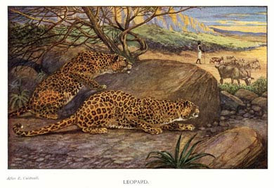 Leopard