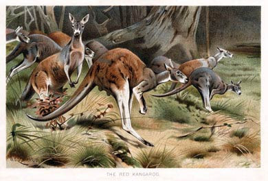 Red Kangaroo
