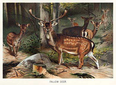 Fallow Deer