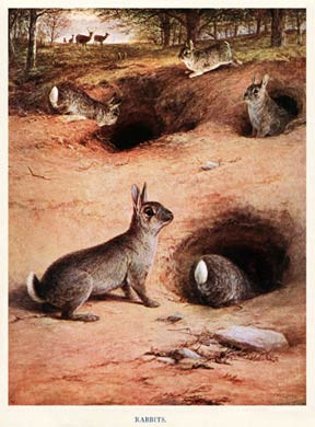 Rabbits