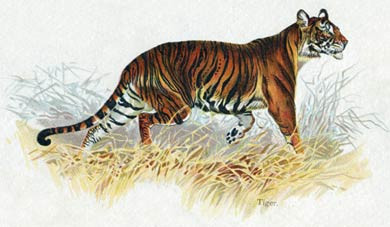 Tiger