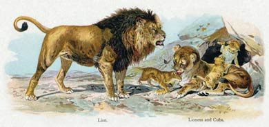 Lion