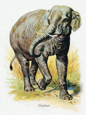 Elephant