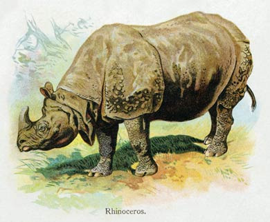 Rhinocerous