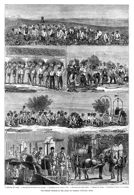 The Sherry Vintage, 1876