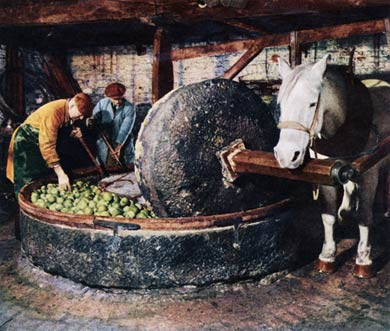 Pressing Cider Apples