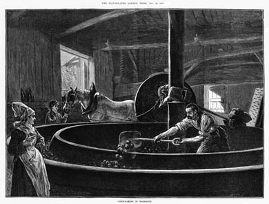 Cider-Making In Normandy