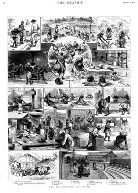 Tea Production in Ceylon, 1888