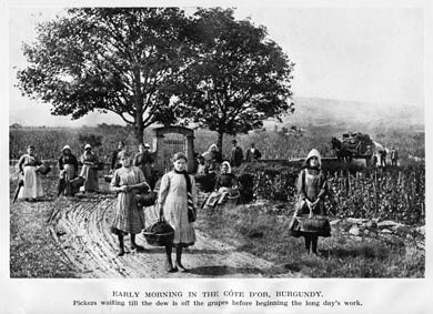 Grape Pickers, Burgundy