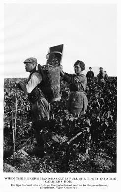 Gathering Grapes, Burgundy