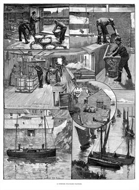 Cornish Pilchard Factory, 1891