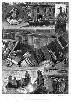 Cornish Pilchard Seining, 1883