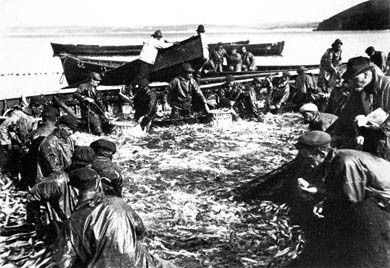 'Tucking' Fish, 1903