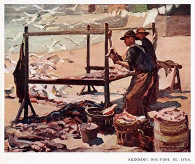 Skinning Dog-Fish, St Ives