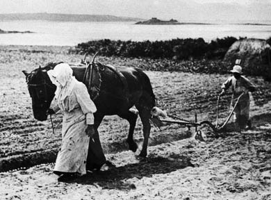 Scilly Isles, Ploughing In Bulbs on St Martins
