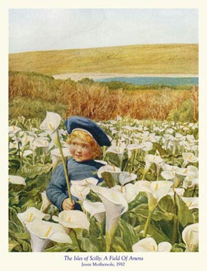 Scilly, A Field Of Arums