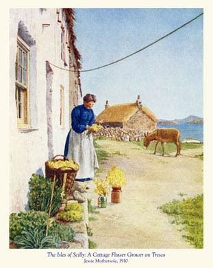Scilly, Cottage Flower Grower, Tresco