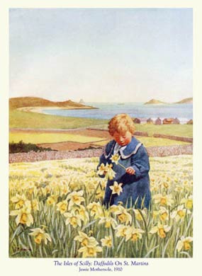 Scilly, Daffodils On St Martins