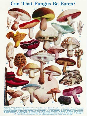 Can That Fungus Be Eaten
