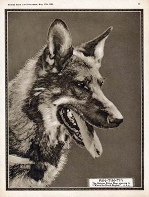 Rin Tin Tin