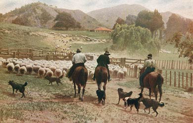 New Zealand Sheep Station