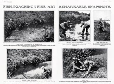 Fish Poaching As A Fine Art