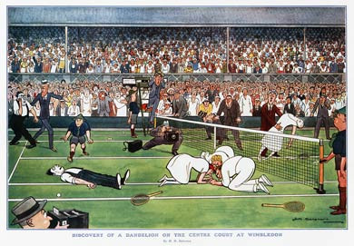 Discovery of a Dandelion On the Centre Court