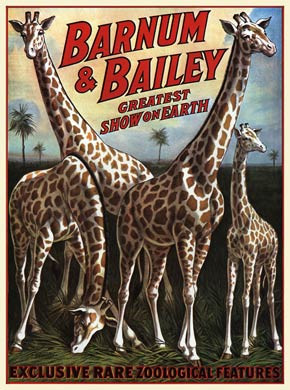 Barnum and Bailey, Giraffes, 1917