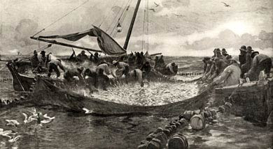 Pilchard Fishing, 1912