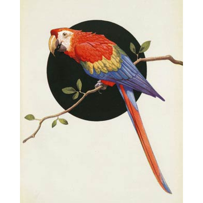 Parrot on Branch