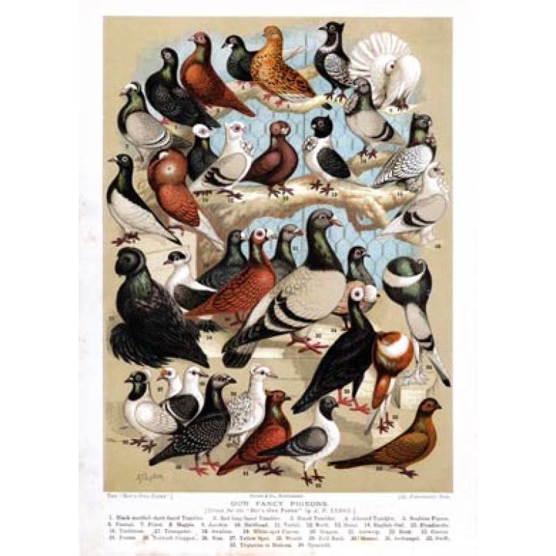 Fancy Pigeons 1891
