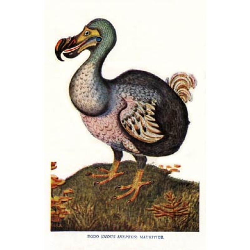 The Dodo