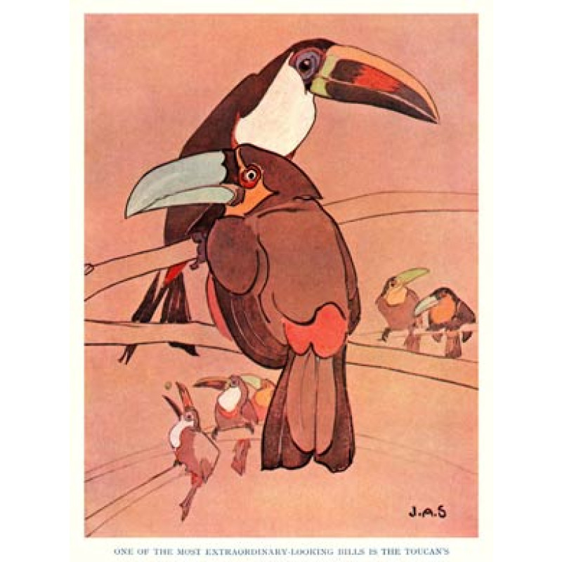Toucan