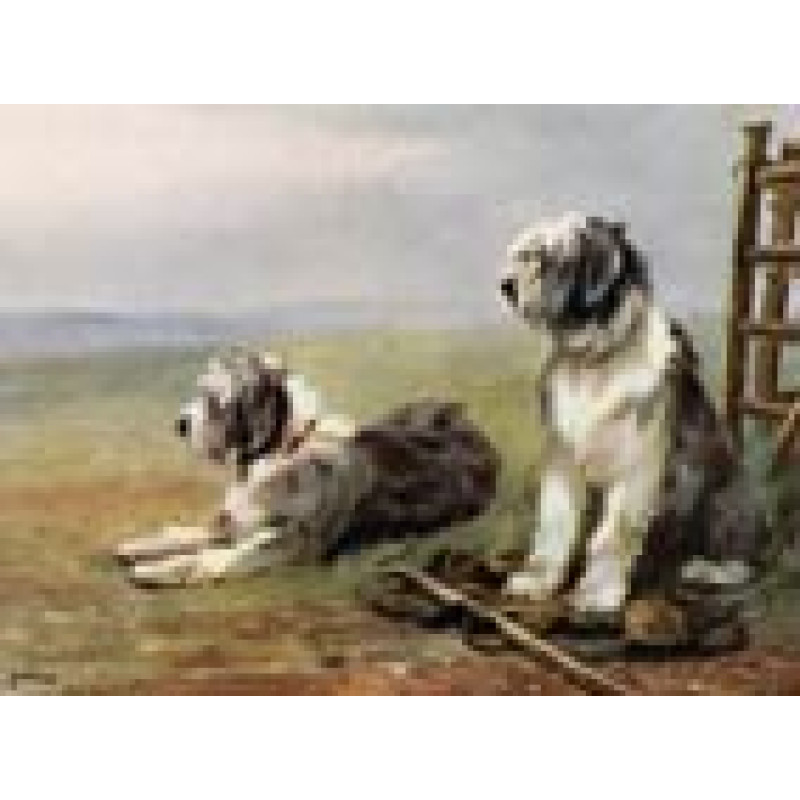 Sheepdogs On Guard