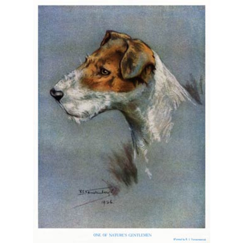 Fox Terrier