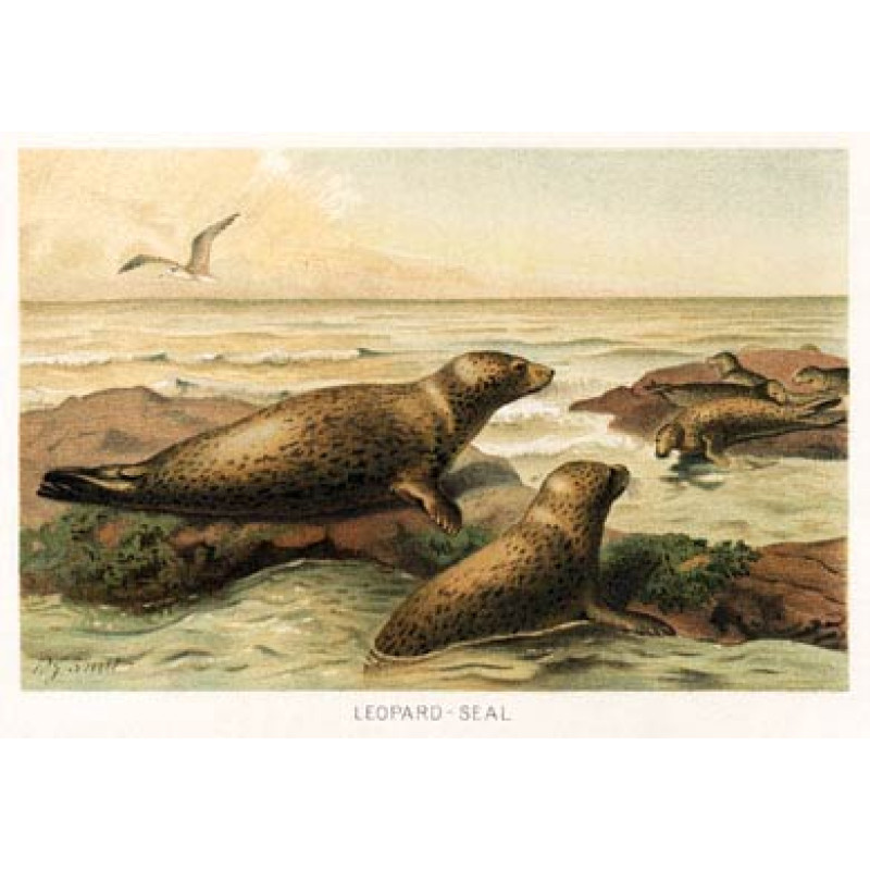 Leopard Seal