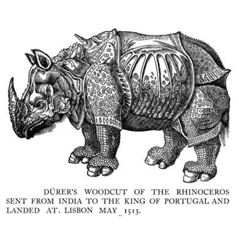 Rhinoceros, Durer, 1515