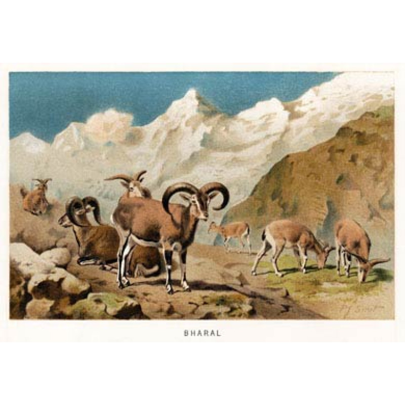 Bharal