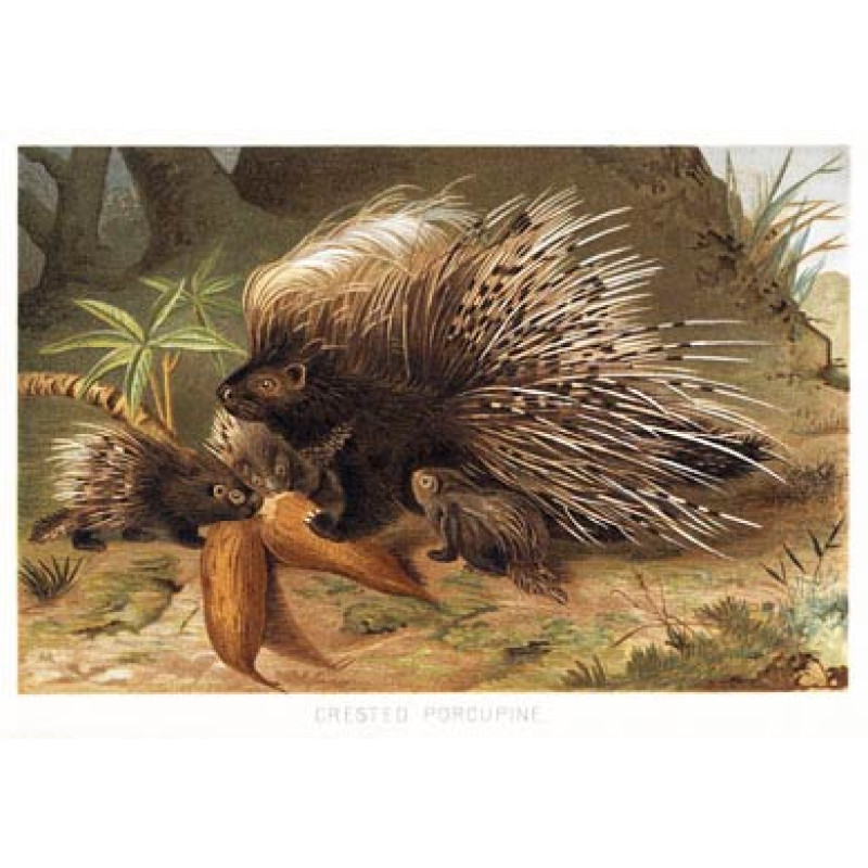 Crested Porcupine